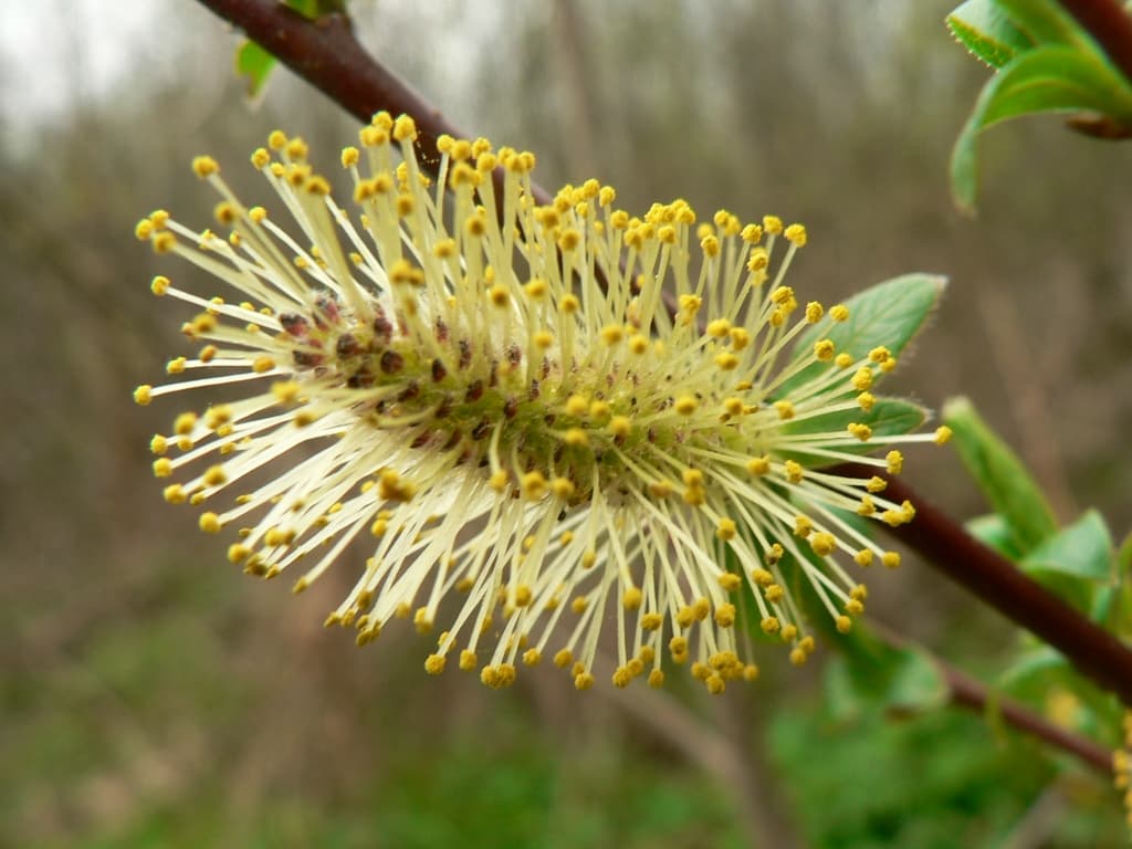 Sälg och viden (Salix) — Mjuka, silvergrå knoppar (videkissar) som vid pollinering blir lysande gula av ståndare och pollen — ofta de första vårtecknen.