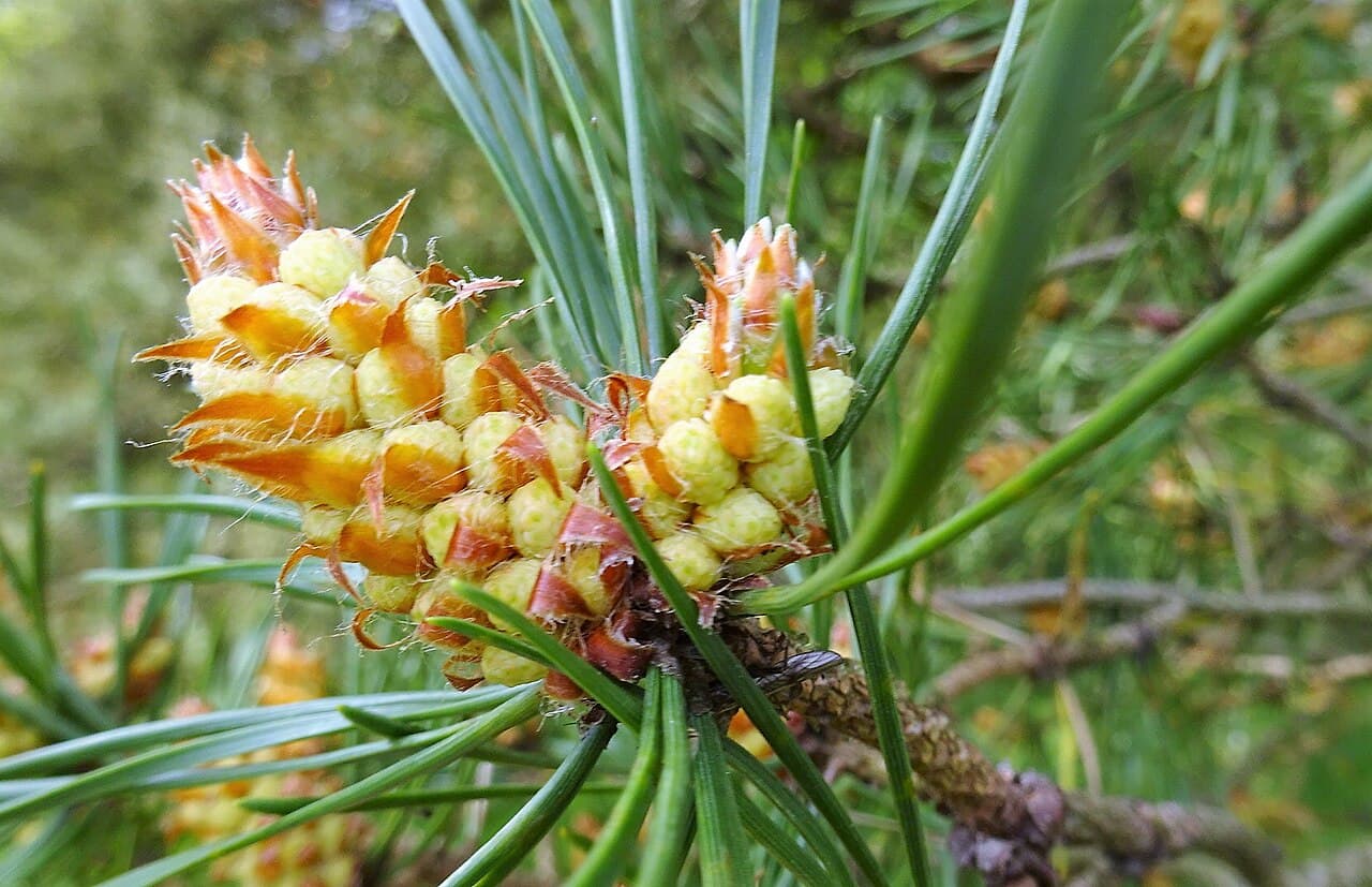 Tall (Pinus sylvestris) — Tallens hankottar sitter i klasar längst ut på grenarna. När de mognar ryker det gult, och vattenpölar får en gul hinna.