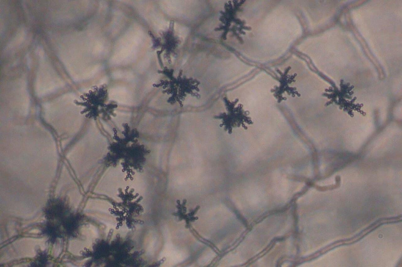 Cladosporium (Cladosporium herbarum m.fl.) — Mögelsporer i luften — små, mörka, citronformade sporer i grenade kedjor. En av de vanligaste sporerna utomhus; toppar ofta efter regn och vid varmt, torrt väder.