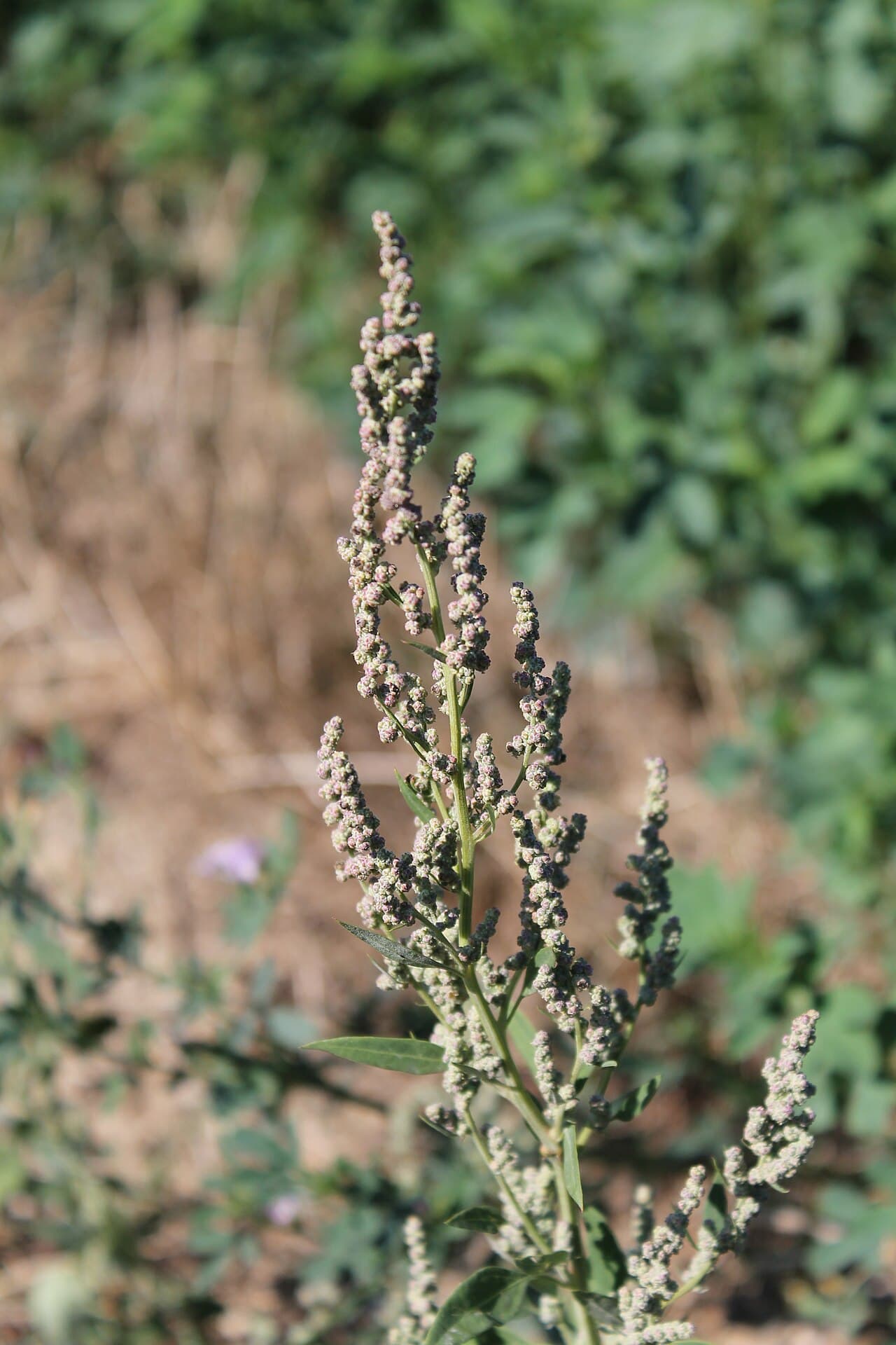 Gråbo (Artemisia vulgaris) — Grenade ax med små gröngula blomkorgar längs vägkanter och i skogsbryn. När de pollinerar är skotten täckta av fint pollen.