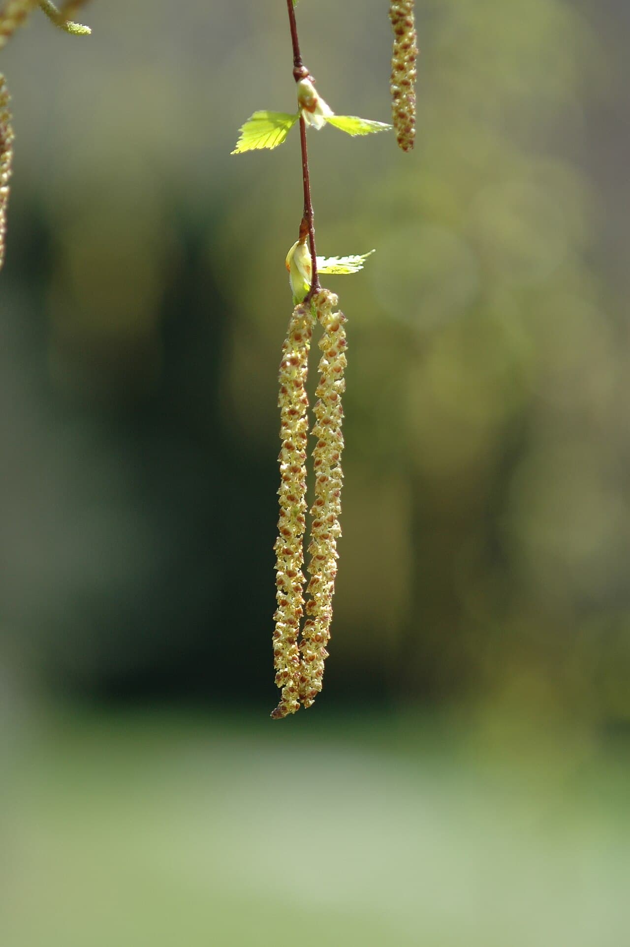 Björk (Betula) — Hängande gulgröna hängen 4–6 cm långa som svänger i vinden. Vid maxpollinering bildas ett synligt gult dis runt trädkronan på torra, varma dagar.