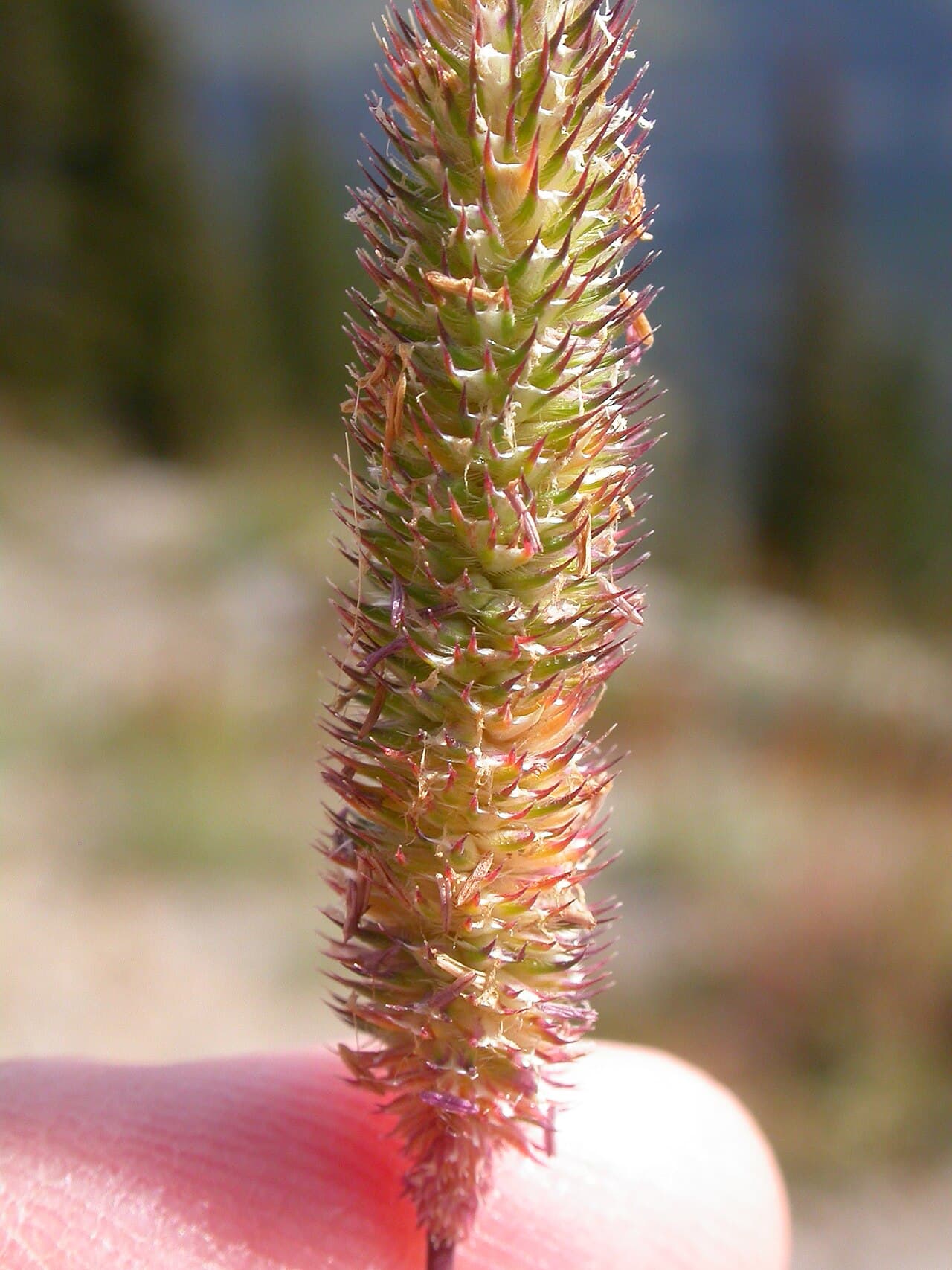 Gräs (Poaceae) — Långa axsamlingar med hängande små ståndare. Pollinerar mest aktivt sen morgon och tidig kväll, särskilt direkt efter gräsklippning.