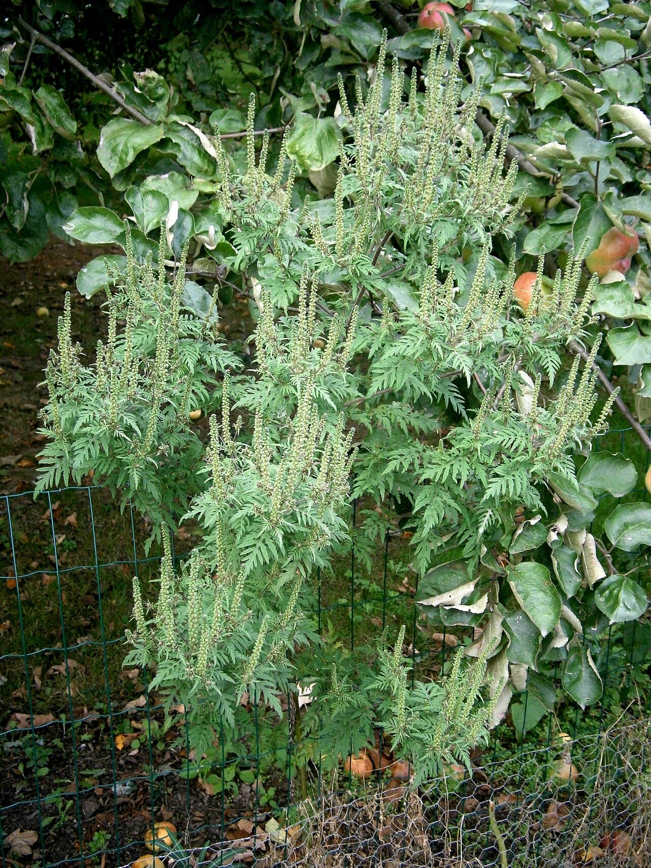 Malörtsambrosia (Ambrosia artemisiifolia) — Låg, grenig ettårig växt med finflikiga blad och gröngula hängen längs stjälkarna. Släpper mycket pollen i torrt, varmt väder — en art som sprids norrut i Sverige.