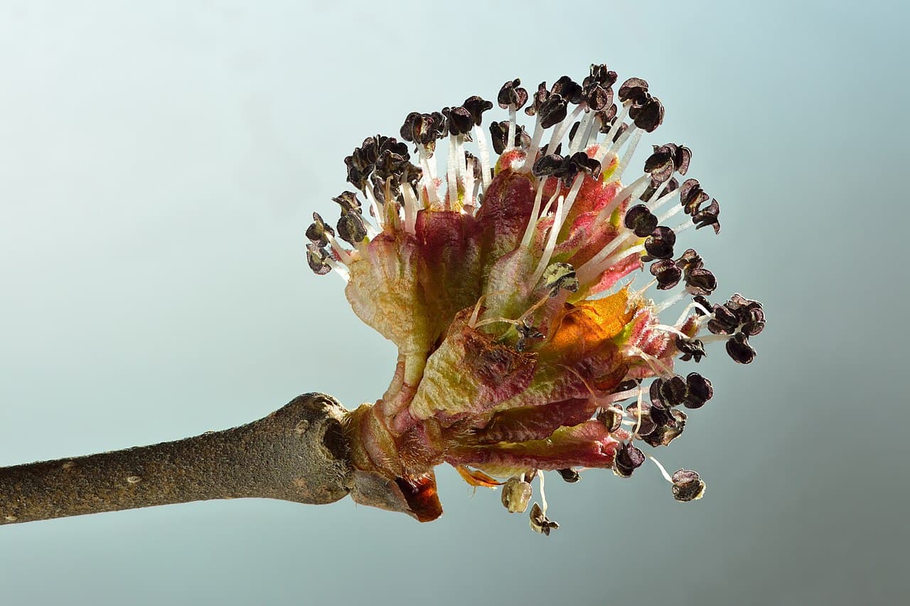 Alm (Ulmus) — Tätt klustrade rödbruna blommor på bara grenar — ser ut som små bollar längs hela trädet innan löven kommer.