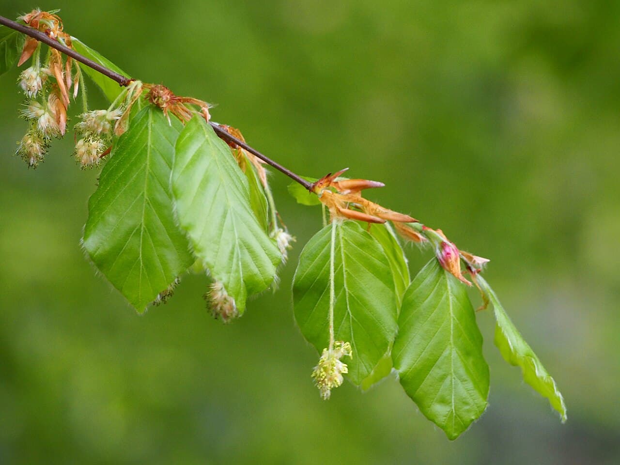 Bok (Fagus sylvatica) — Små, runda blomklasar på unga skott — gulbruna och håriga. Pollinerar samtidigt som löven veckas ut.